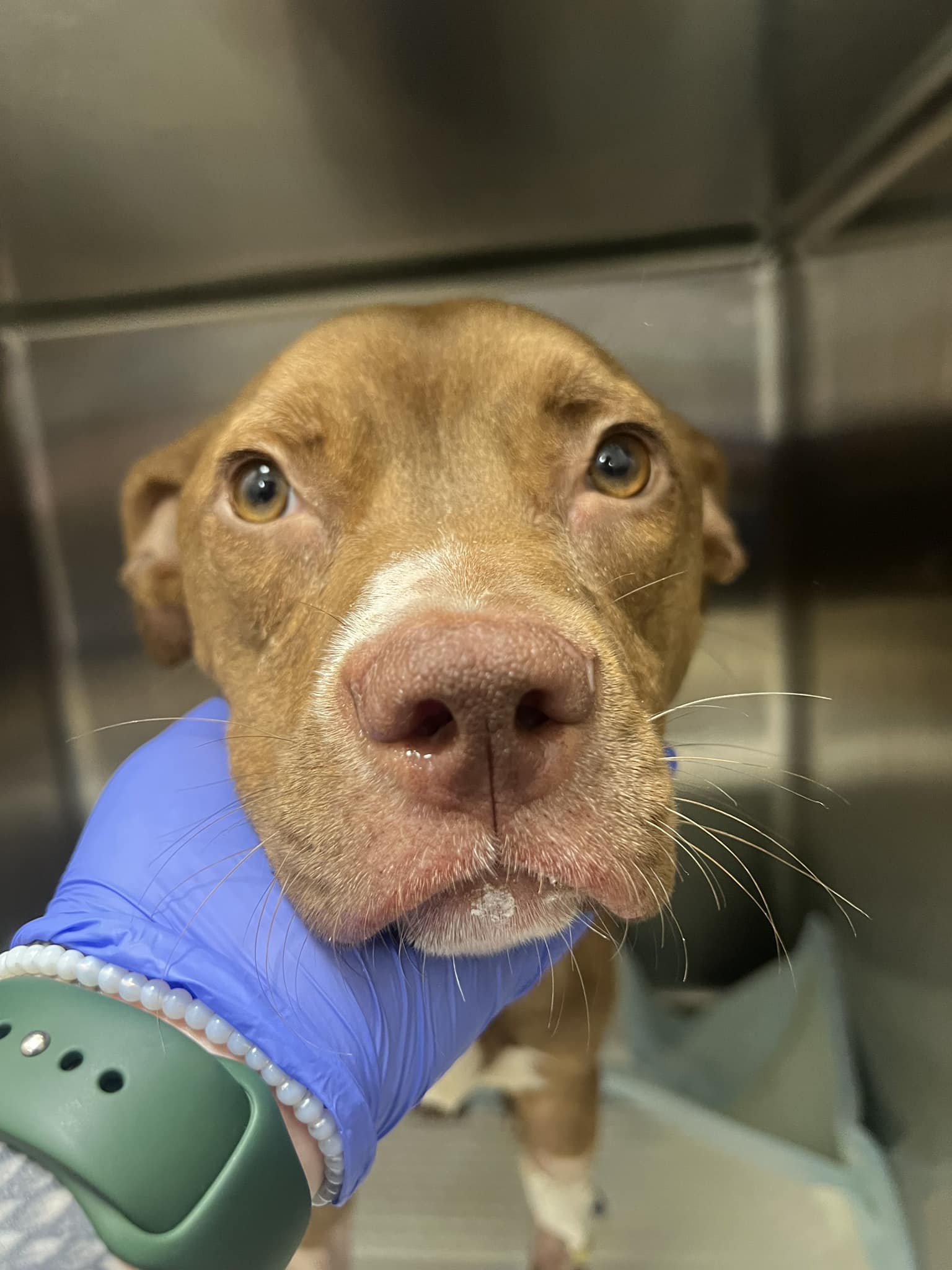 Petunia, a Adoptable mixed breed in Shreveport, LA image 3/4