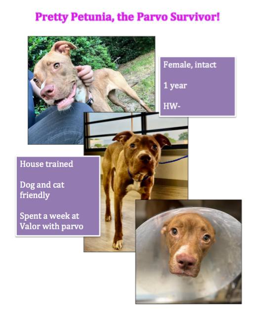 Petunia, a Adoptable mixed breed in Shreveport, LA image 4/4