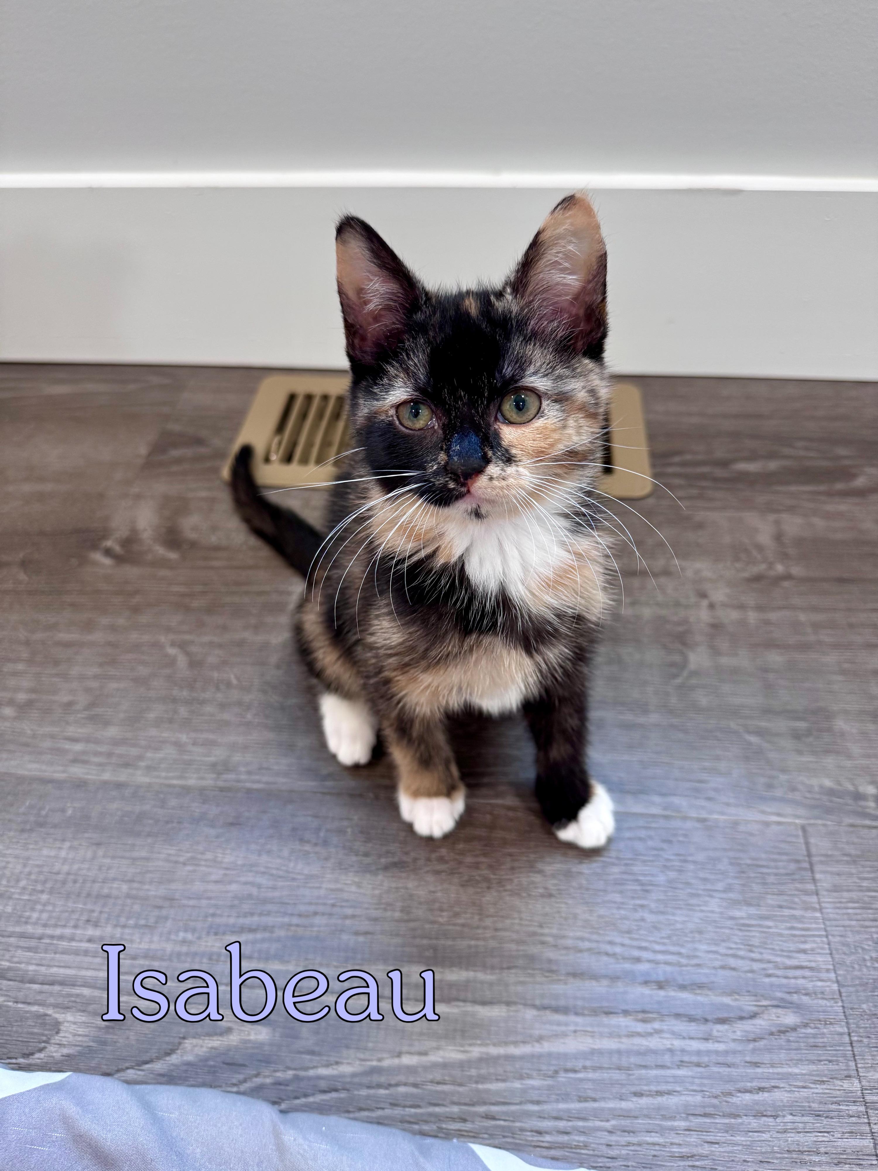 Isabeau Levito, an adopted Domestic Short Hair in Lacona, NY image 4/4