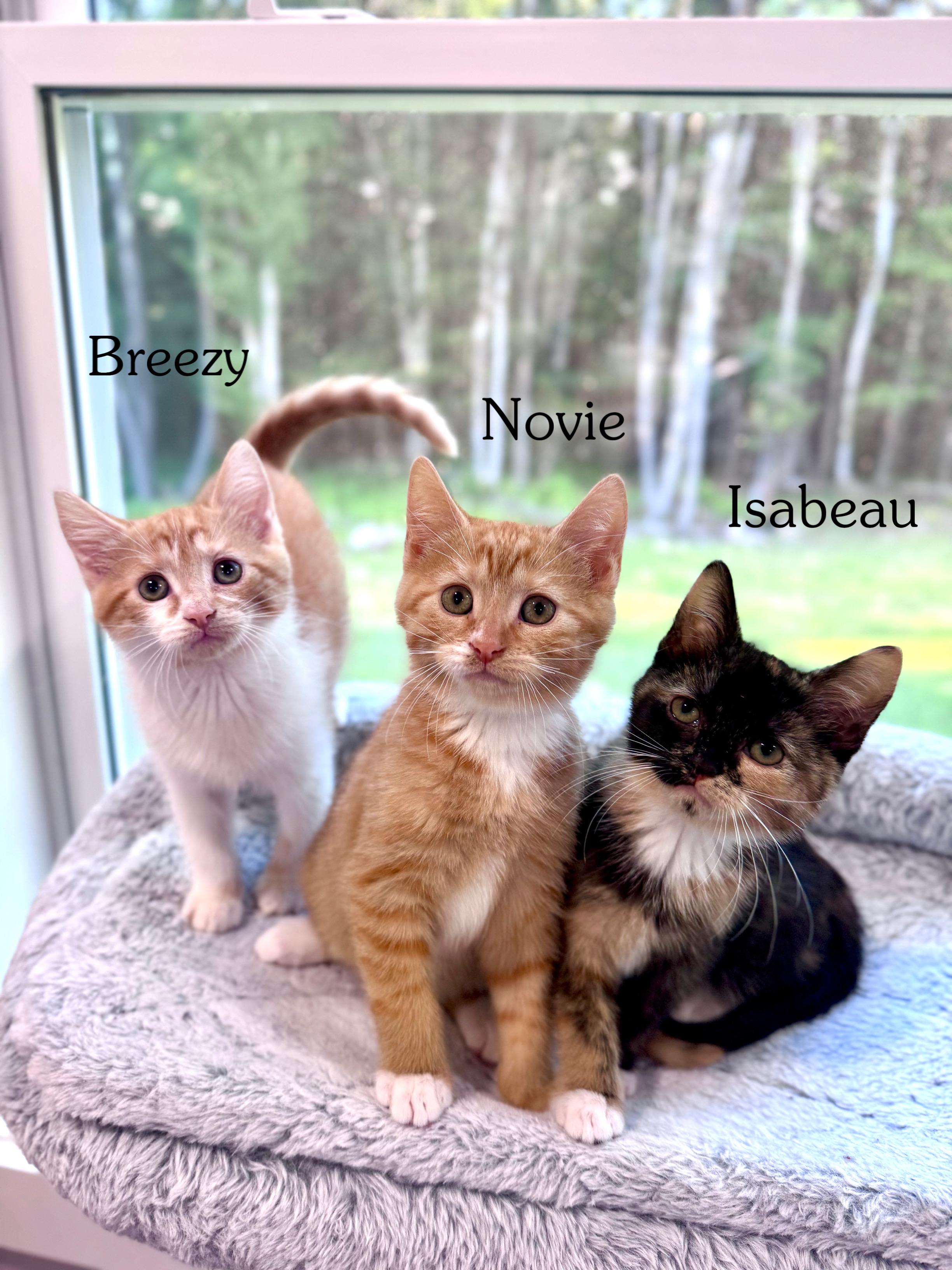 Isabeau Levito, an adopted Domestic Short Hair in Lacona, NY image 2/4