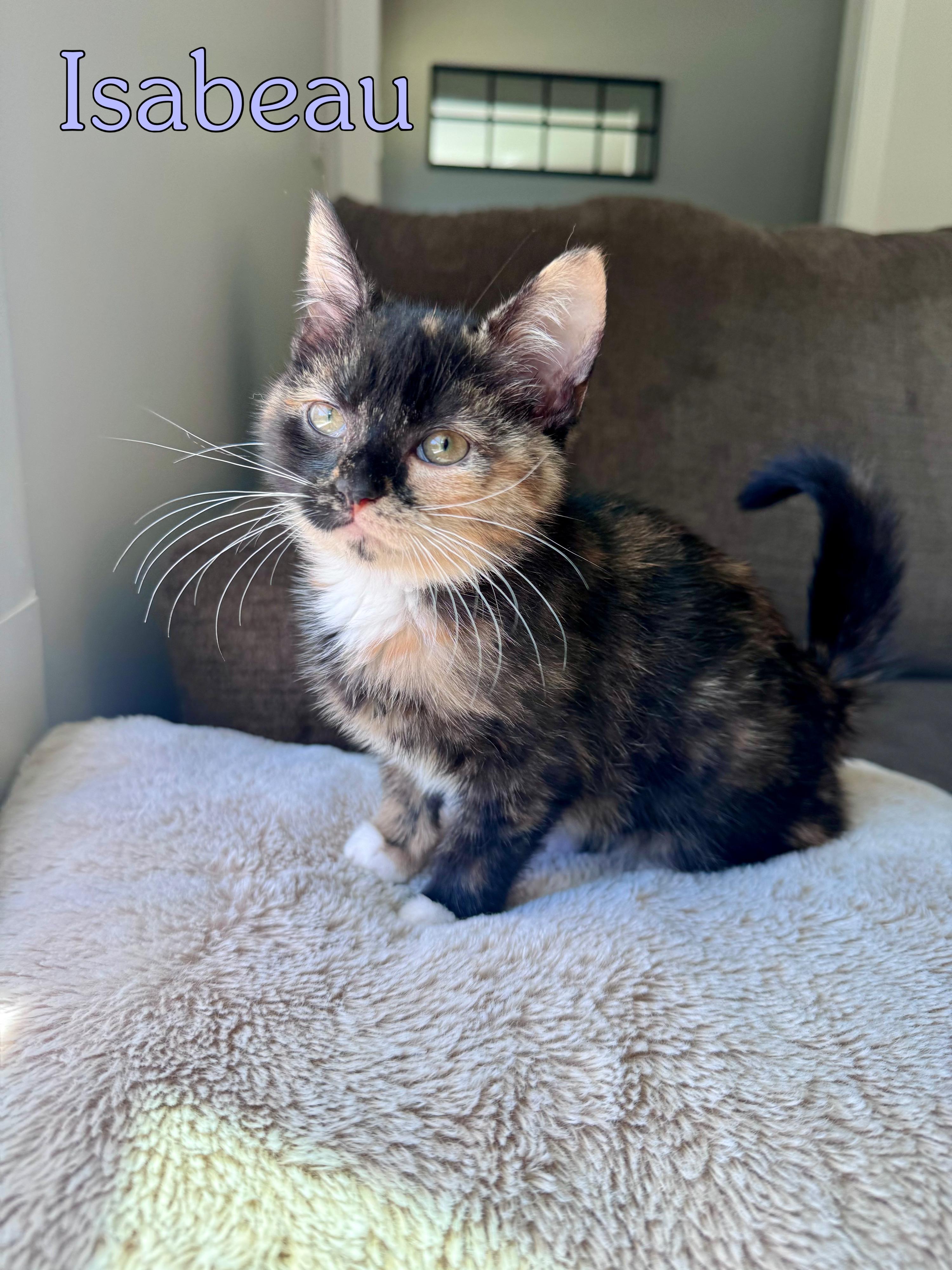 Isabeau Levito, an adopted Domestic Short Hair in Lacona, NY image 1/4
