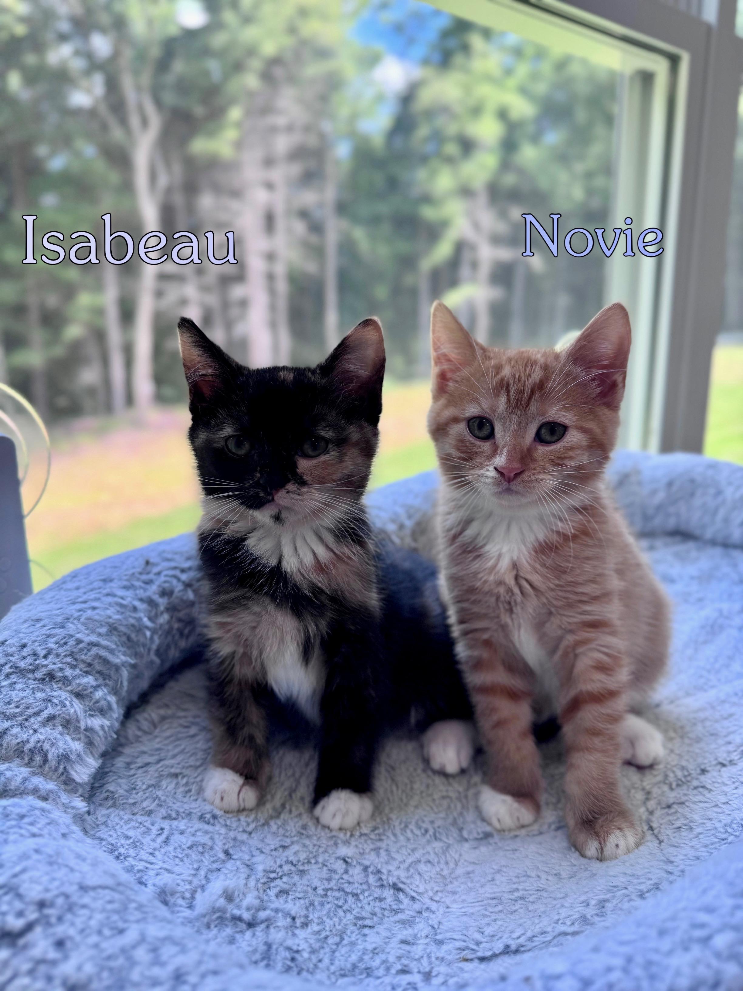 Isabeau Levito, an adopted Domestic Short Hair in Lacona, NY image 3/4