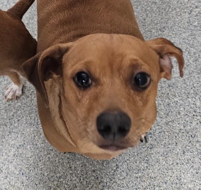 Tater, ADOPTABLE, Adult Male Chiweenie.