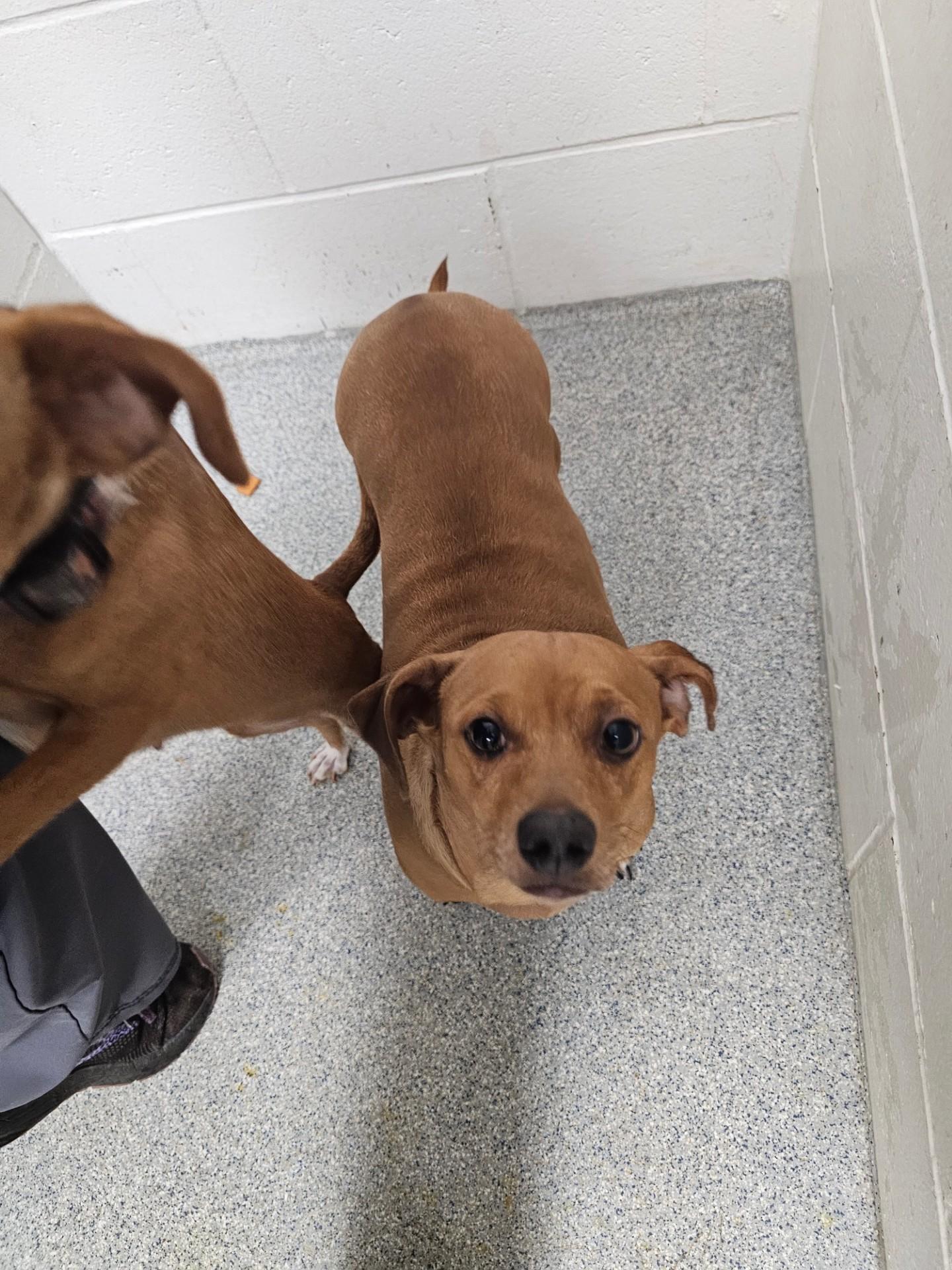 Tater, a ADOPTABLE mixed breed in Bartlett, IL image 2/3