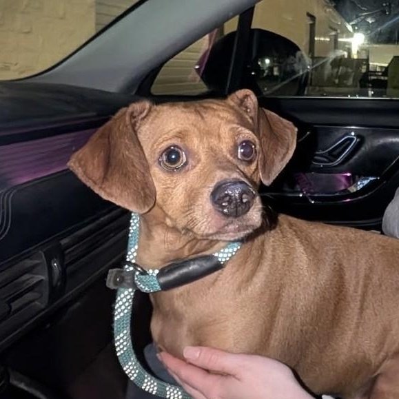 Tater, a ADOPTABLE mixed breed in Bartlett, IL image 3/3