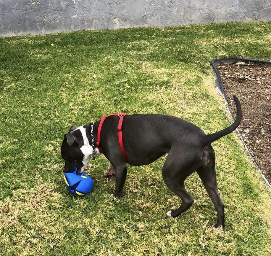 April, a Adoptable Pit Bull Terrier in Agua Dulce, CA image 2/4