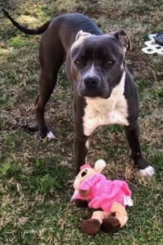 April, a Adoptable Pit Bull Terrier in Agua Dulce, CA image 3/4