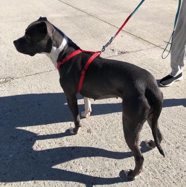 April, a Adoptable Pit Bull Terrier in Agua Dulce, CA image 4/4
