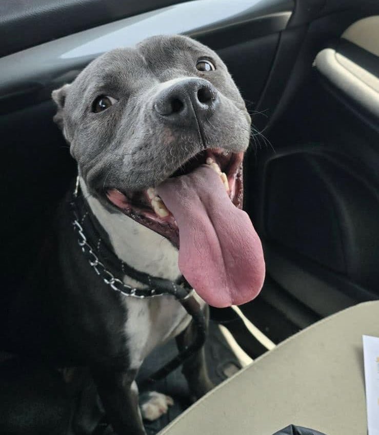 April, a Adoptable Pit Bull Terrier in Agua Dulce, CA image 1/4