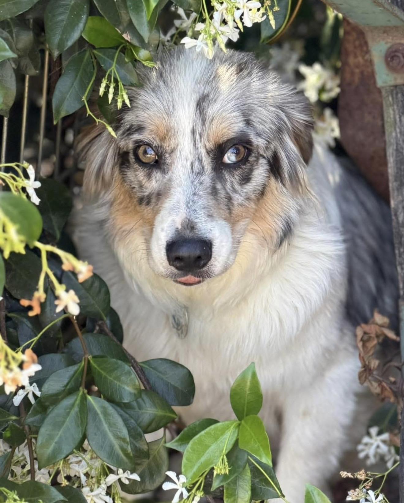 Enlarge Rheta, an adoptable mixed breed in Santa Rosa, CA image 2/2