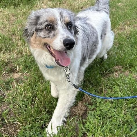 Rheta, adoptable, Young Female Australian Shepherd.