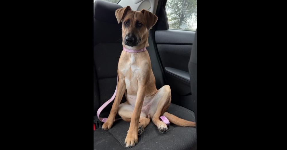 Leila, Adoptable, Young Female German Shepherd Dog.