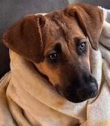 Enlarge Leila, a Adoptable mixed breed in Dallas, TX image 2/5