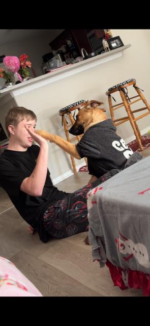 Enlarge Leila, a Adoptable mixed breed in Dallas, TX image 3/5