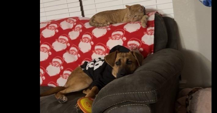 Enlarge Leila, a Adoptable mixed breed in Dallas, TX image 4/5