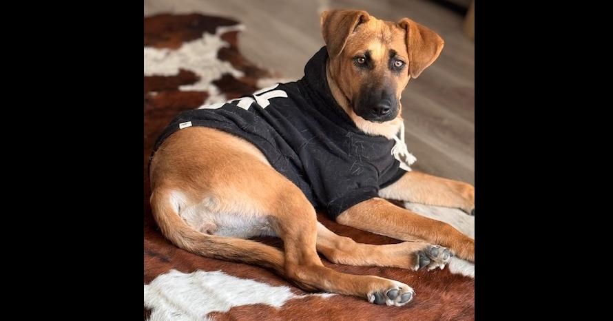 Enlarge Leila, a Adoptable mixed breed in Dallas, TX image 5/5