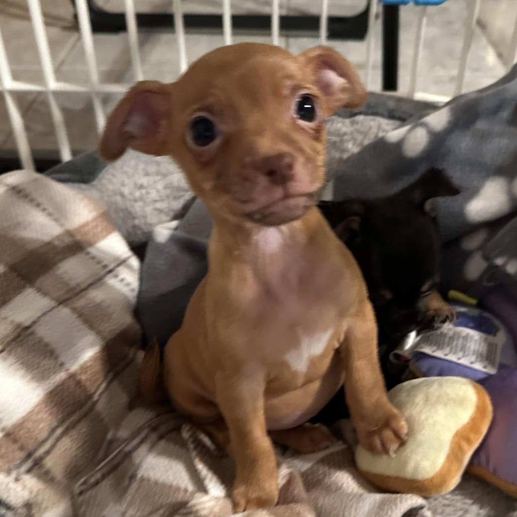 Enlarge Nutmeg, a Adoptable mixed breed in Sacramento, CA image 1/1