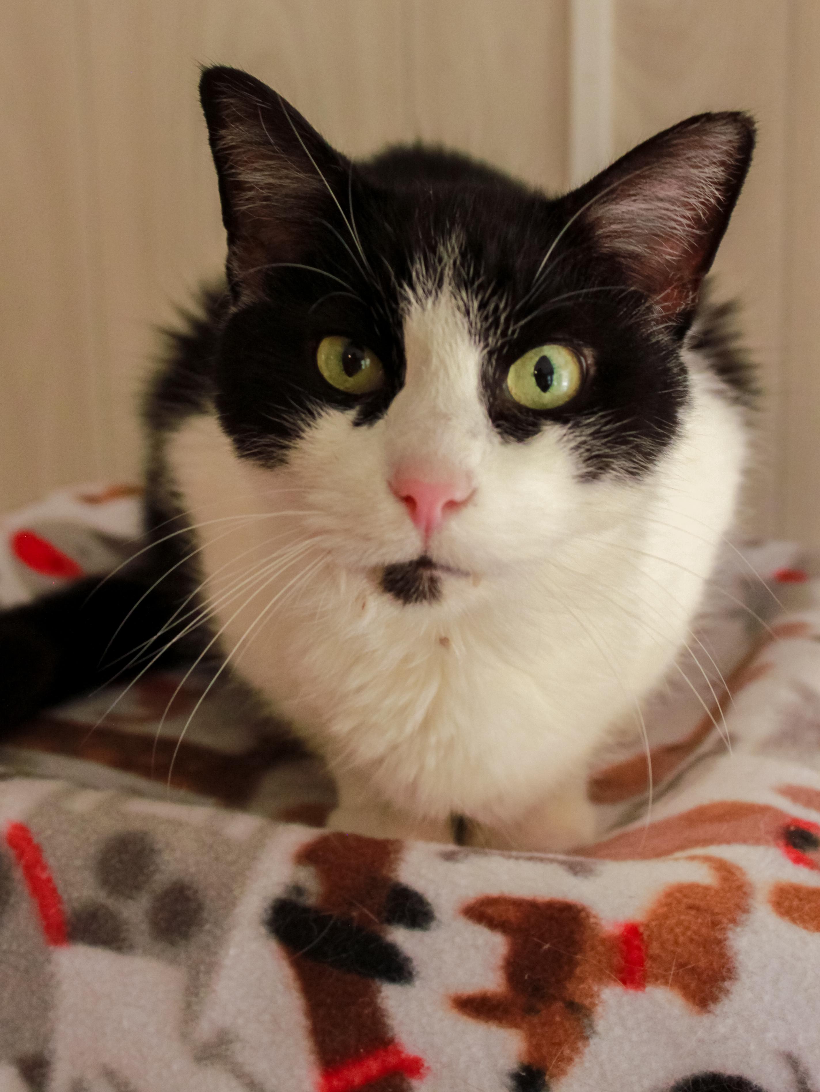 Sebastian, Adoptable, Senior Male Domestic Long Hair.