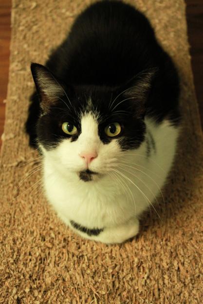 Enlarge Sebastian, a Adoptable Domestic Long Hair in Ona, WV image 2/2