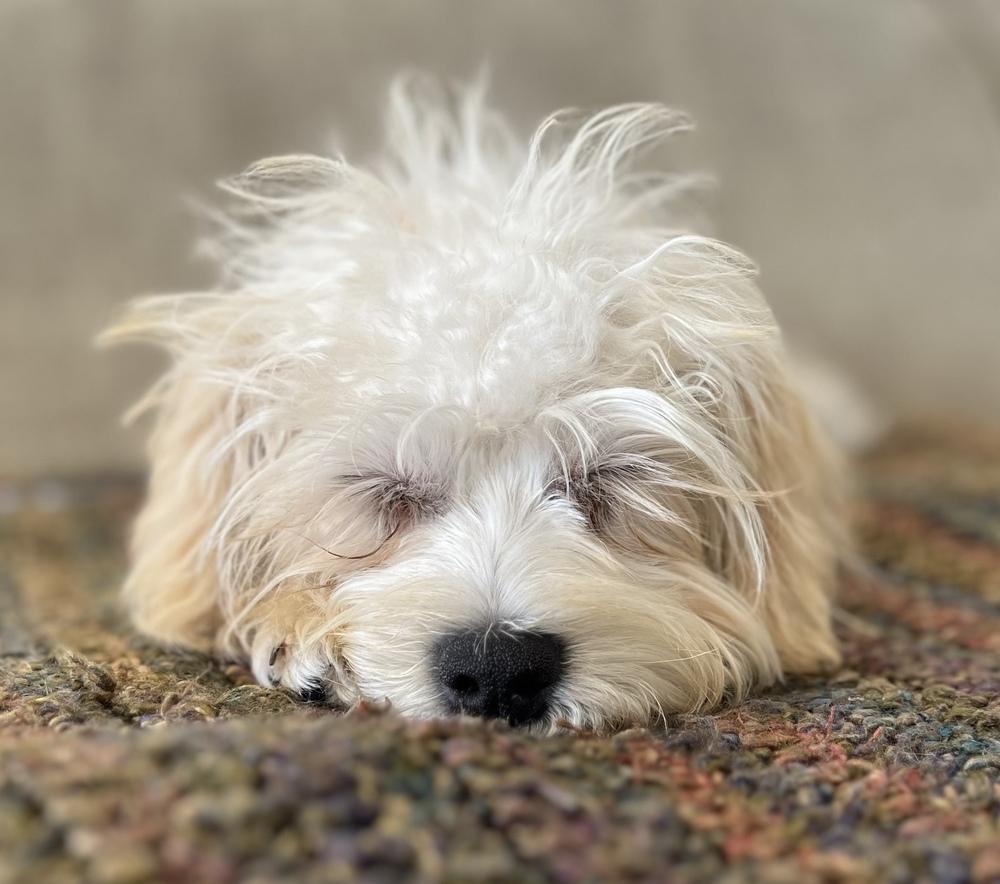 Piper, Adoptable, Puppy Female Shih Tzu & Poodle.