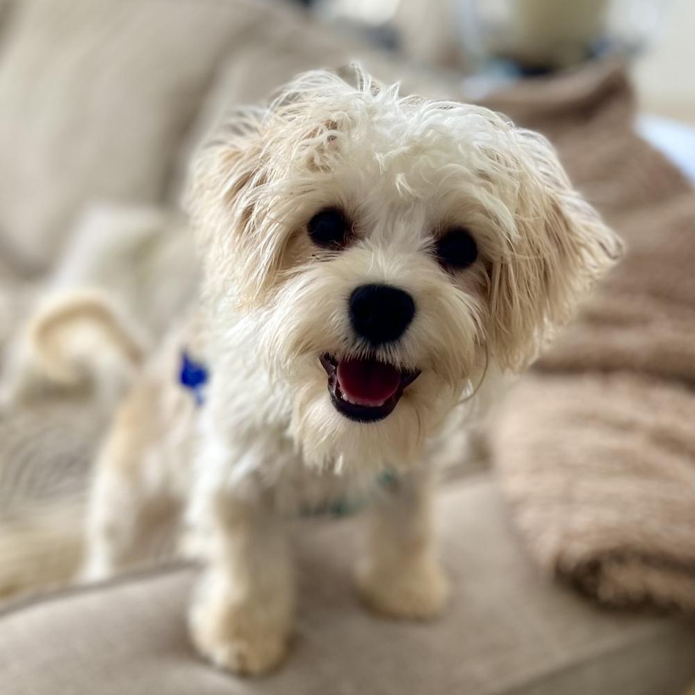 Piper, a Adoptable mixed breed in Orlando, FL image 2/6