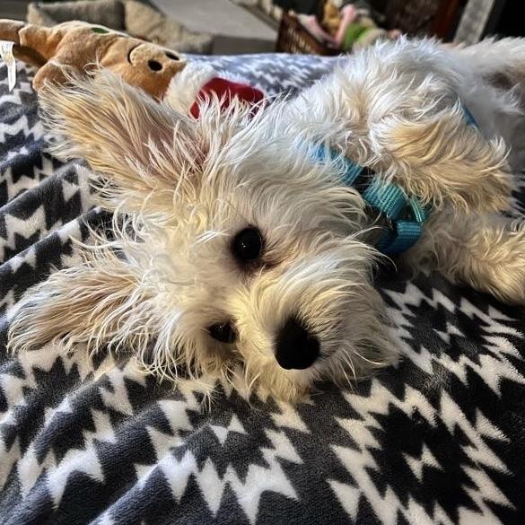 Piper, a Adoptable mixed breed in Orlando, FL image 4/6