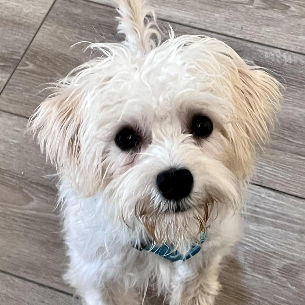 Piper, a Adoptable mixed breed in Orlando, FL image 5/6