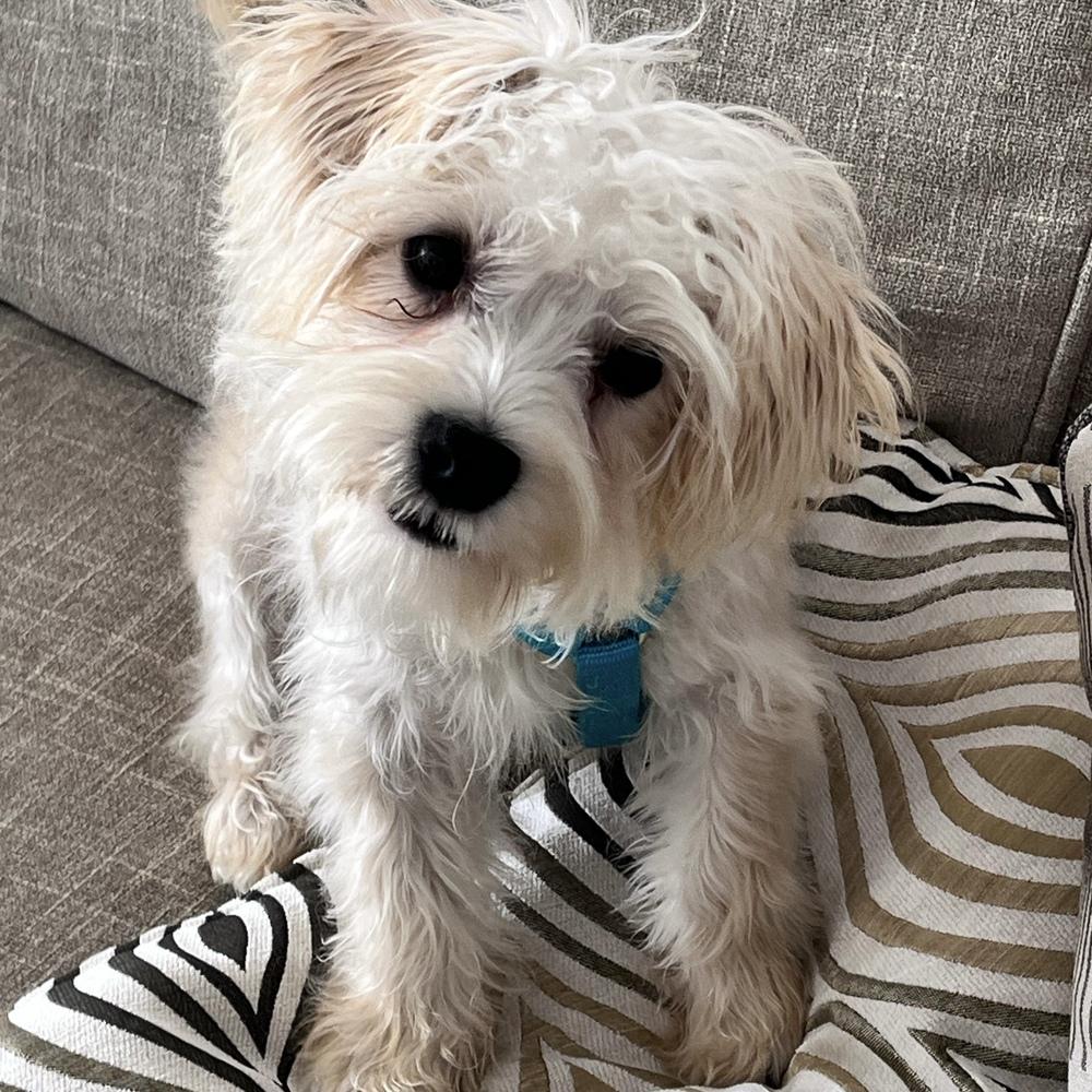 Piper, a Adoptable mixed breed in Orlando, FL image 6/6