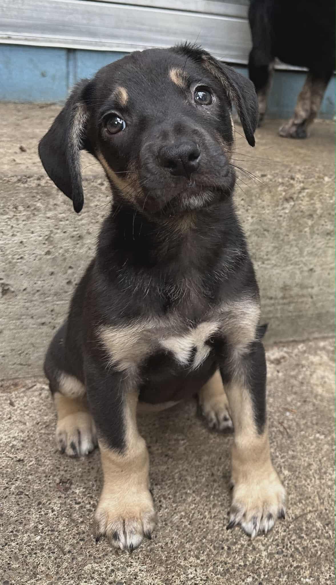 Enlarge Moritz The Dreamer , a Adoptable mixed breed in Lacey, WA image 1/5