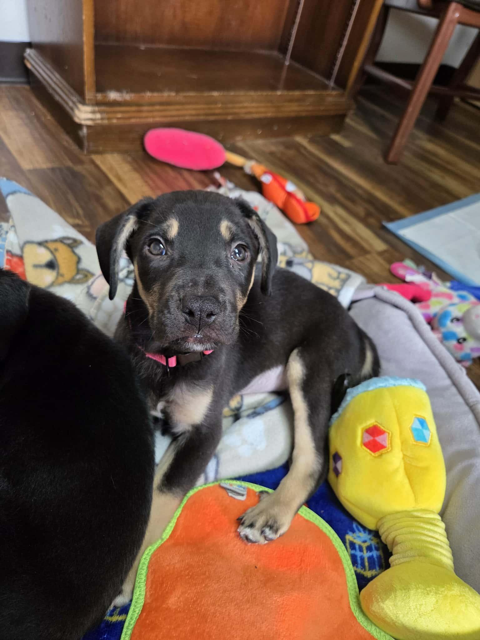 Enlarge Moritz The Dreamer , a Adoptable mixed breed in Lacey, WA image 2/5