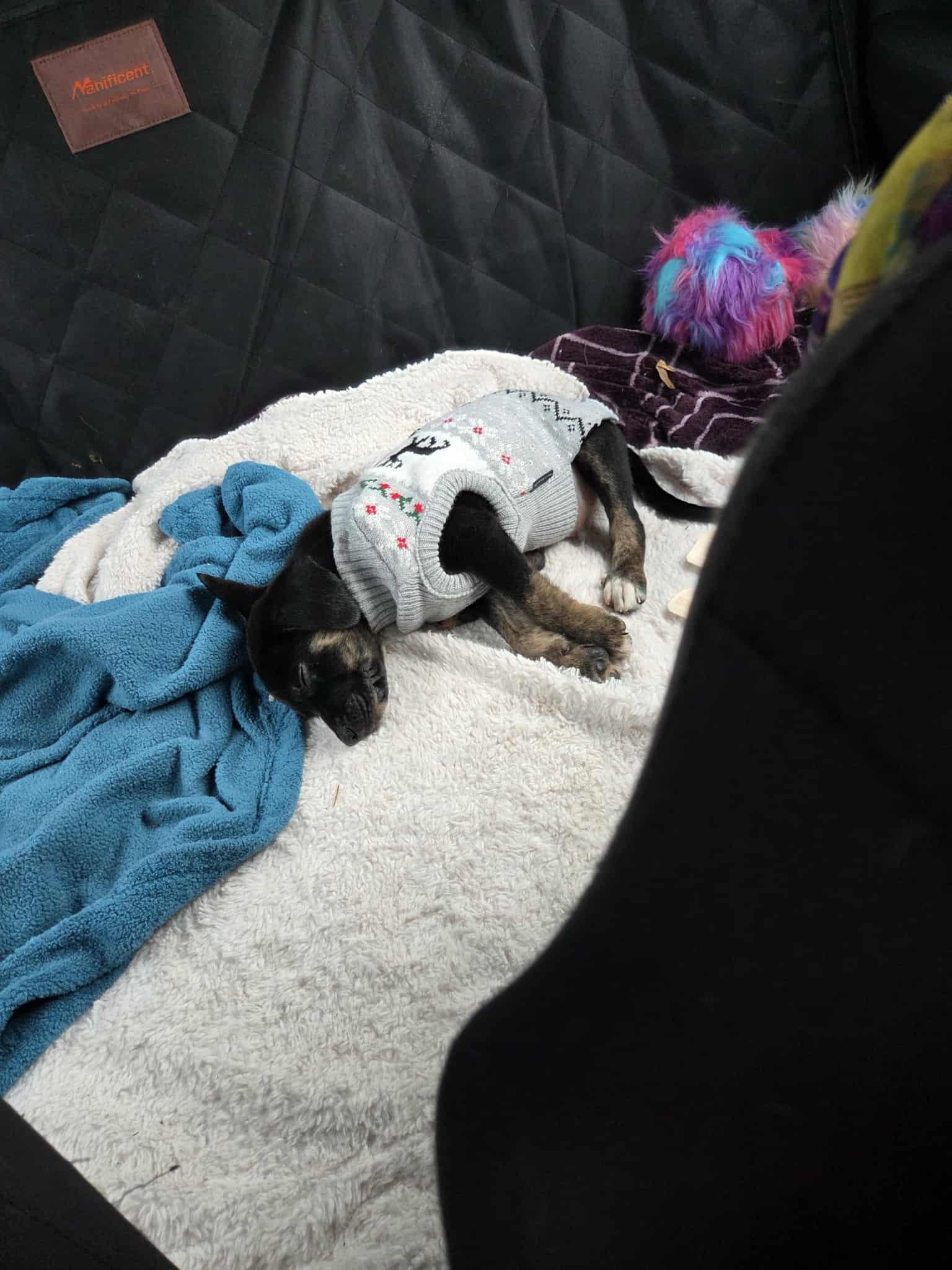 Enlarge Moritz The Dreamer , a Adoptable mixed breed in Lacey, WA image 3/5