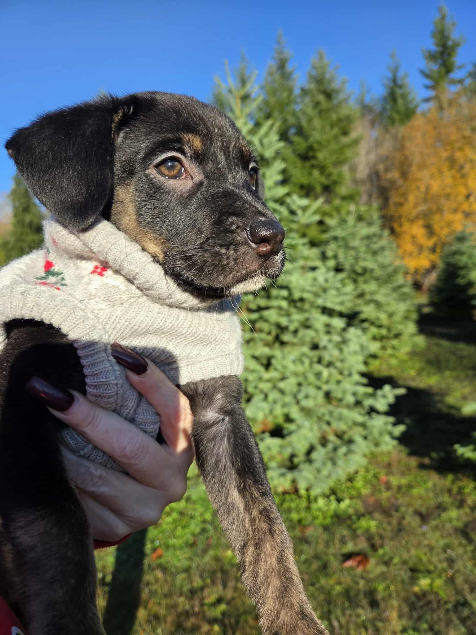 Enlarge Moritz The Dreamer , a Adoptable mixed breed in Lacey, WA image 5/5