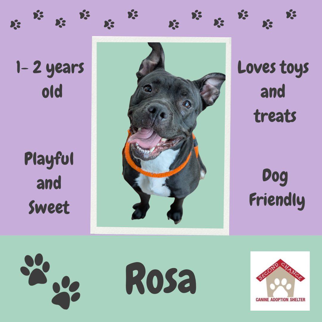 Rosa photo 3