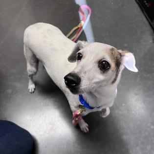 Enlarge Milo, an adopted mixed breed in Springfield, MO image 3/4