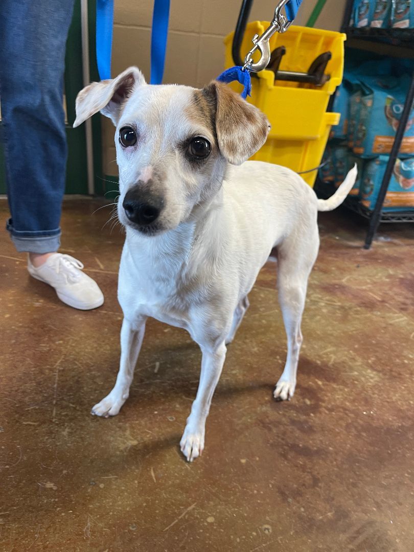 Enlarge Milo, an adopted mixed breed in Springfield, MO image 2/4