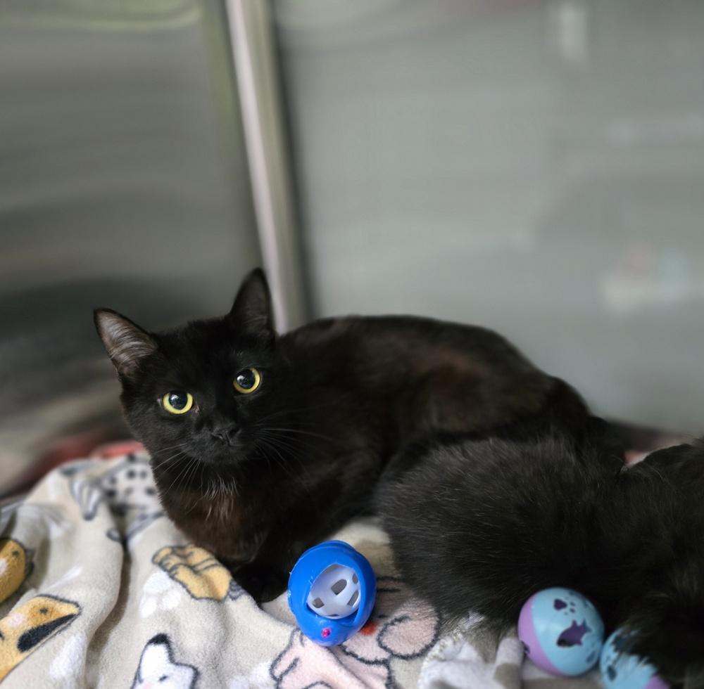 Heidi, Adoptable, Adult Female Domestic Short Hair.