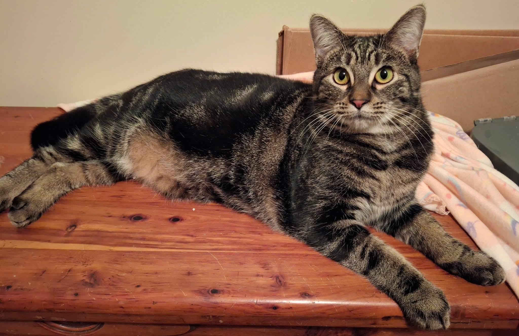 Enlarge Mercury, a Adoptable Domestic Short Hair in Carnegie, PA image 2/6