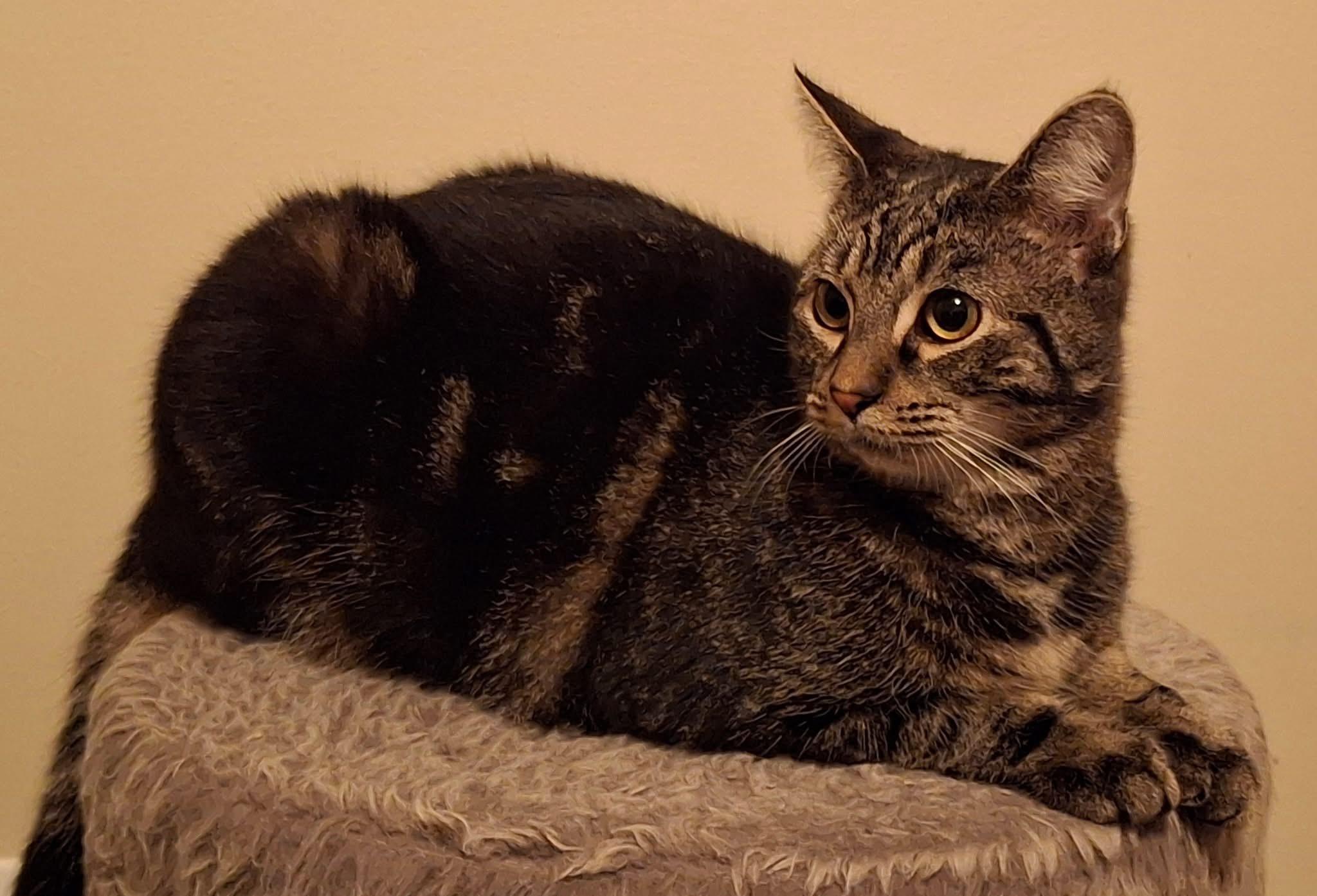 Enlarge Mercury, a Adoptable Domestic Short Hair in Carnegie, PA image 2/6