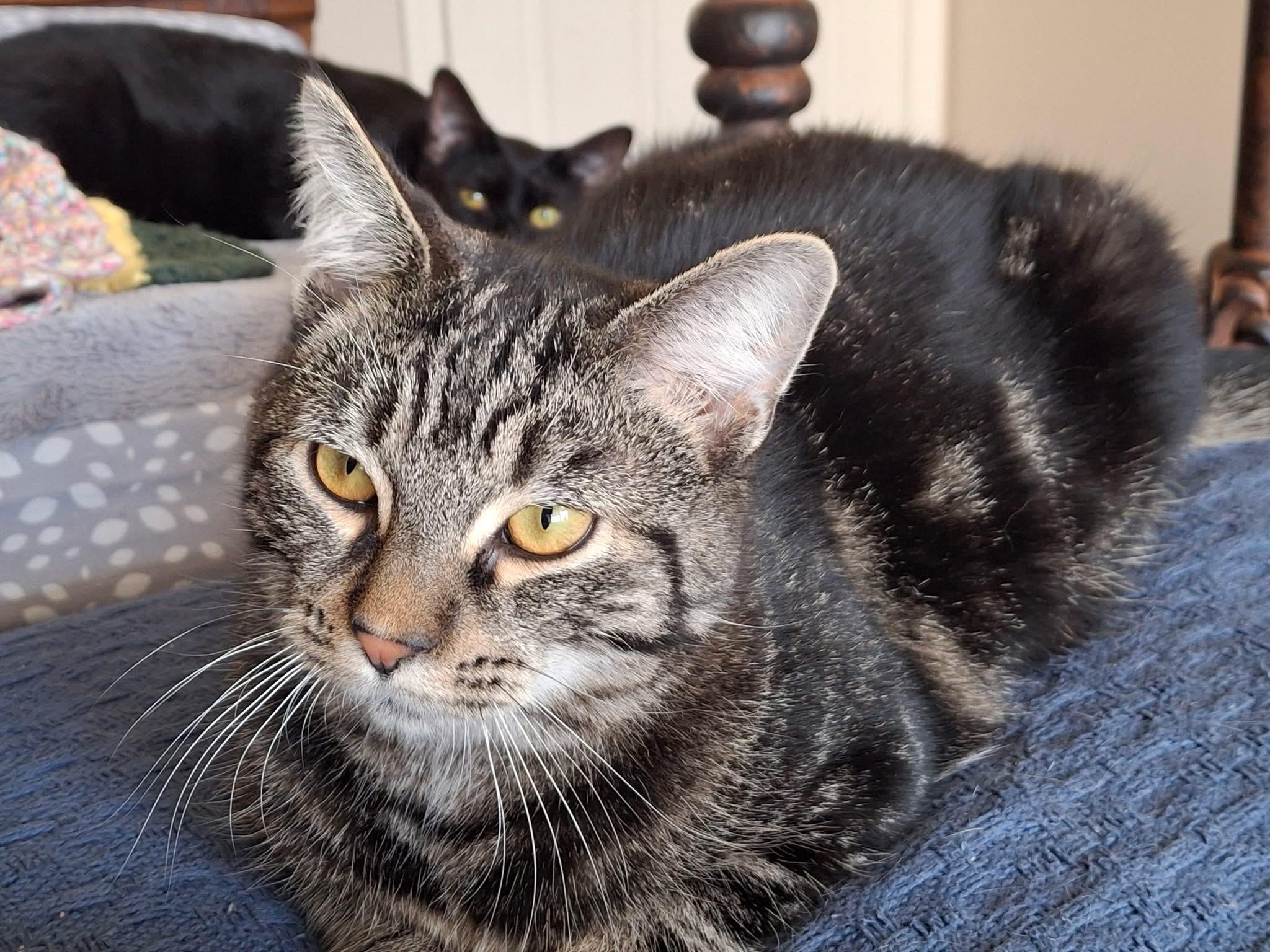 Enlarge Mercury, a Adoptable Domestic Short Hair in Carnegie, PA image 3/6