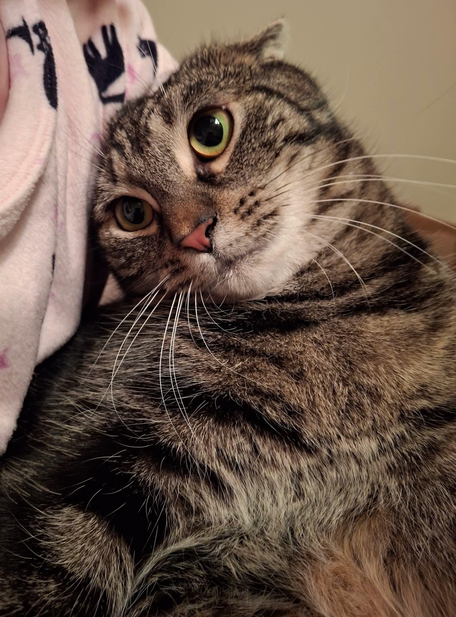 Mercury, Adoptable, Kitten Male Domestic Short Hair.