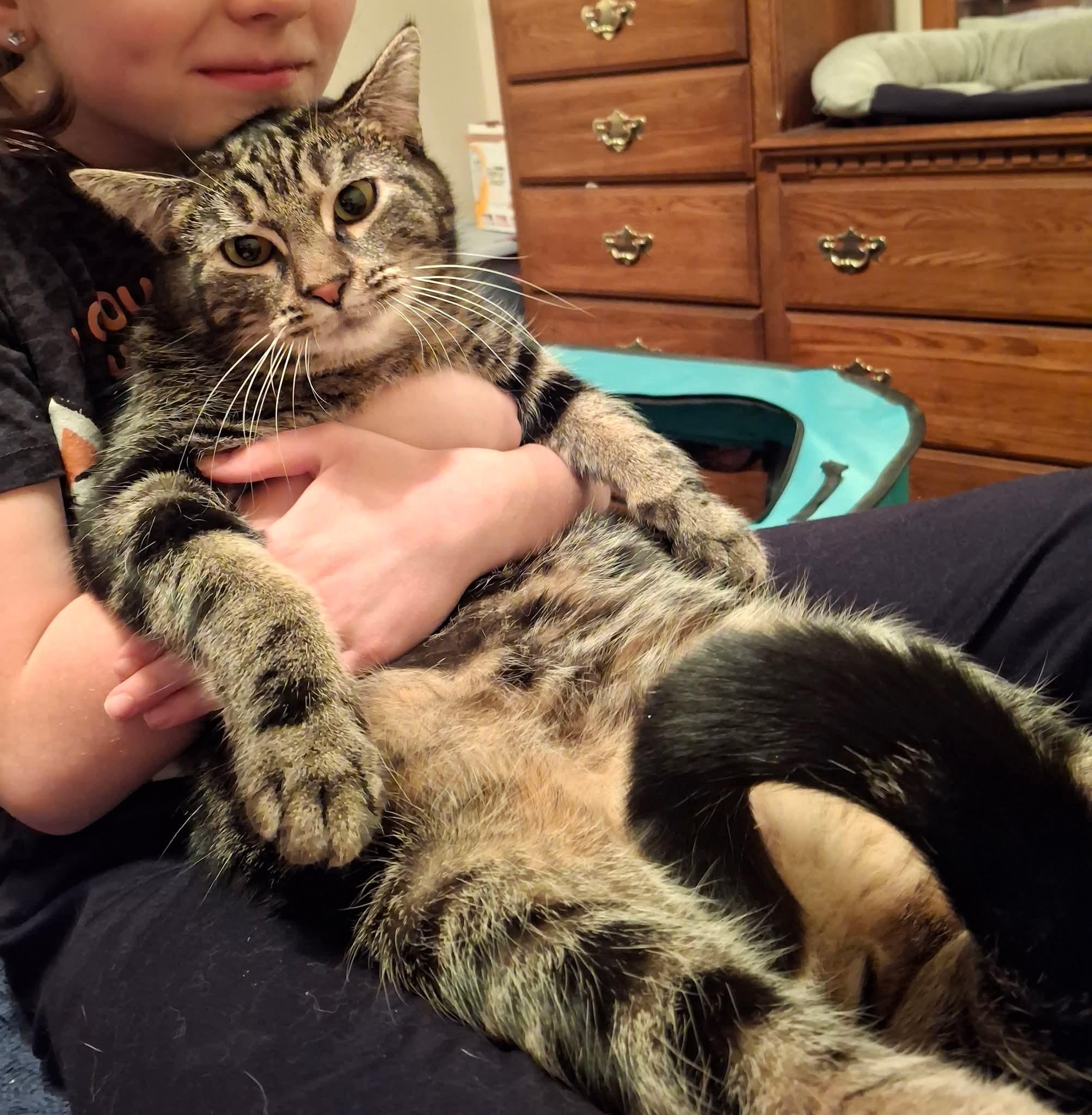 Enlarge Mercury, a Adoptable Domestic Short Hair in Carnegie, PA image 3/6