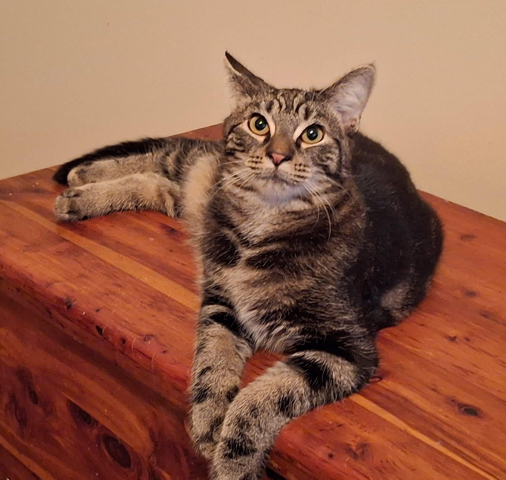 Enlarge Mercury, a Adoptable Domestic Short Hair in Carnegie, PA image 4/6