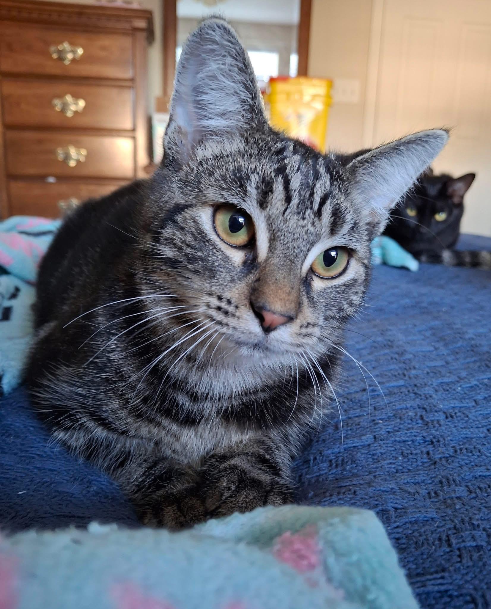 Enlarge Mercury, a Adoptable Domestic Short Hair in Carnegie, PA image 5/6