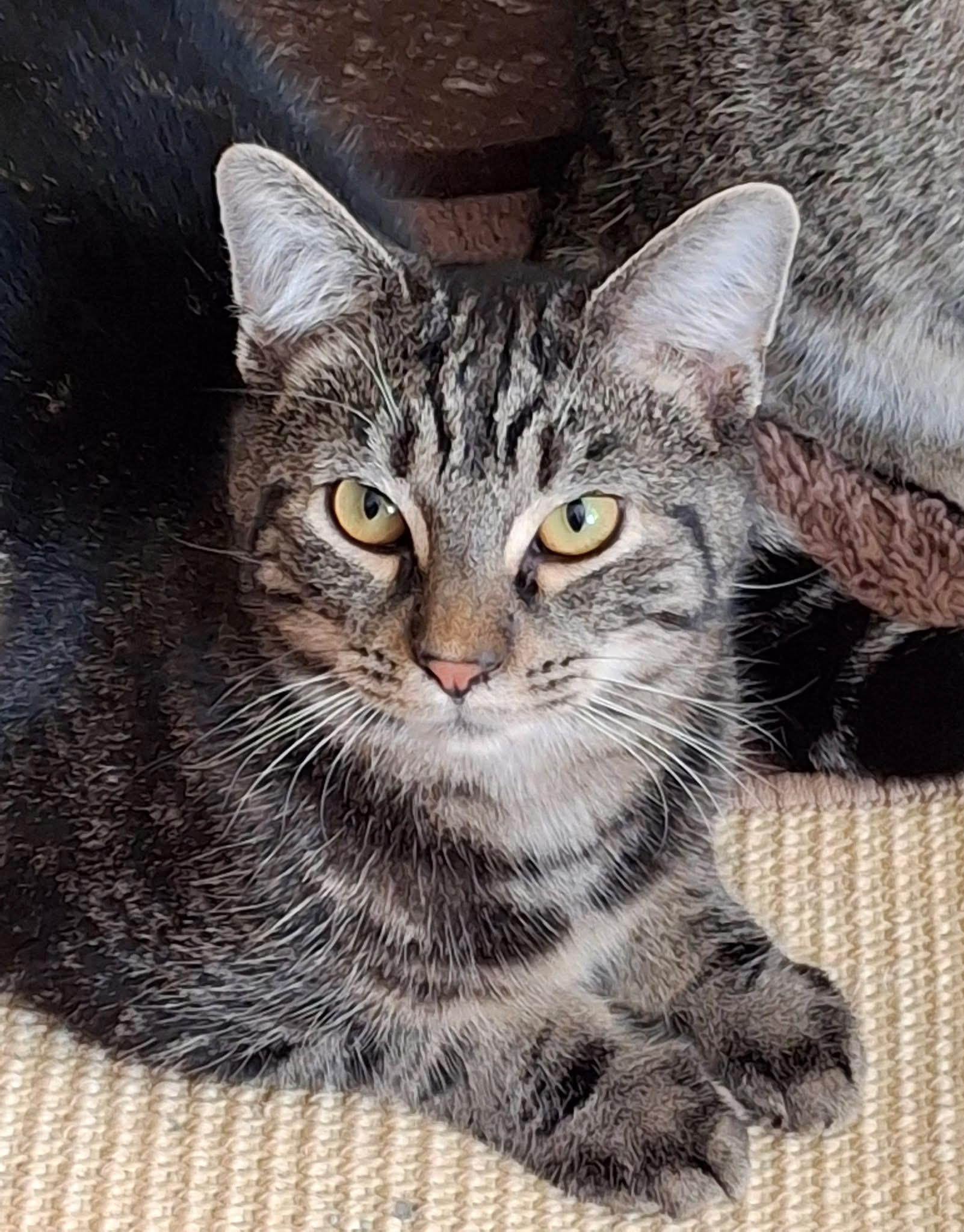 Mercury, Adoptable, Kitten Male Domestic Short Hair.