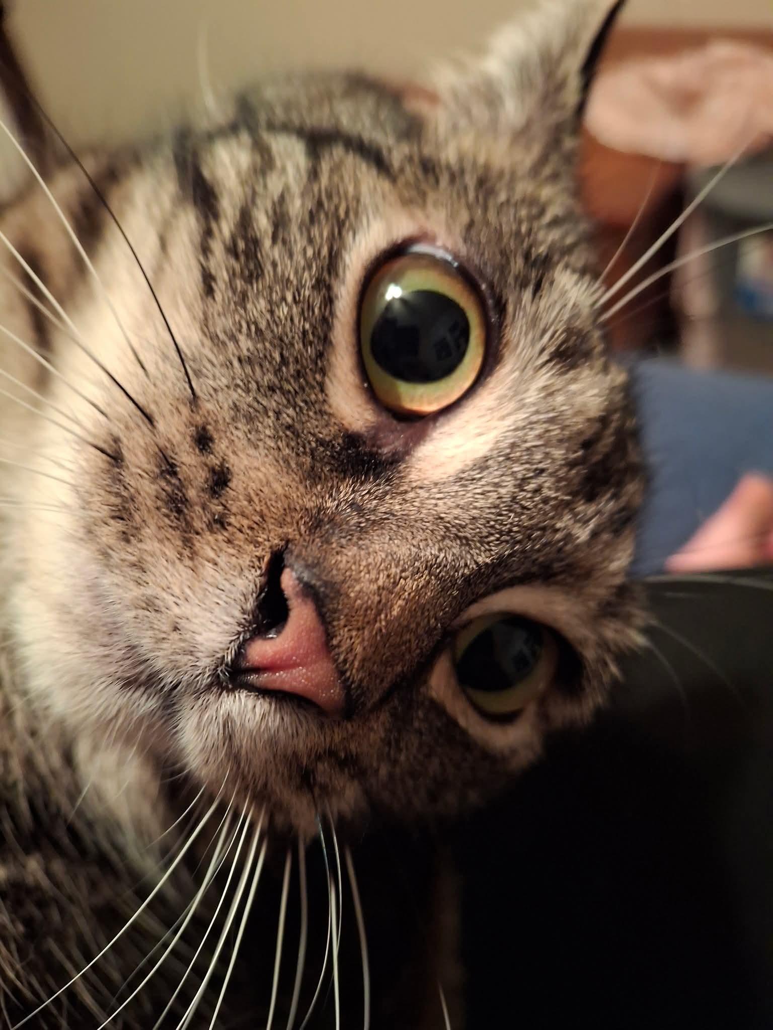 Enlarge Mercury, a Adoptable Domestic Short Hair in Carnegie, PA image 4/6