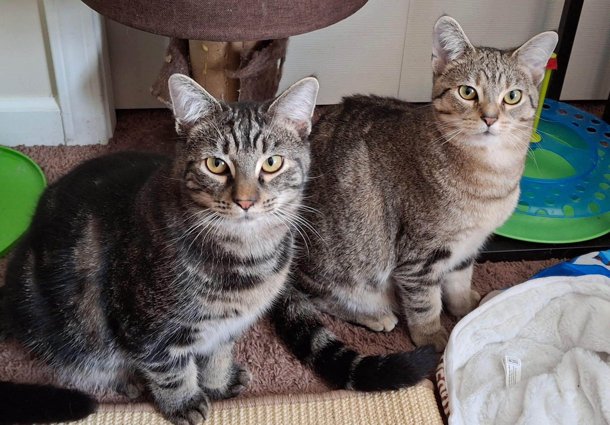 Enlarge Mercury, a Adoptable Domestic Short Hair in Carnegie, PA image 6/6