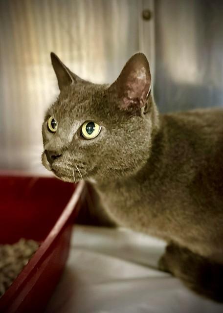 Cosmo- #49993, ADOPTABLE, Adult Male Russian Blue.