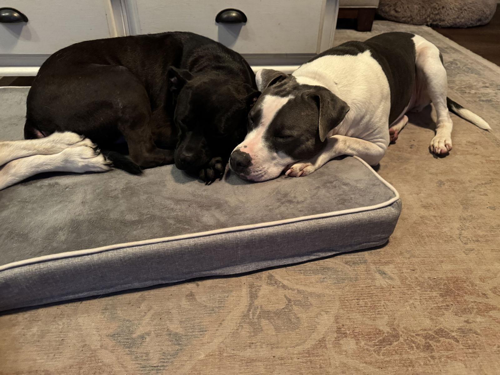 Brewster, Adopted, Young Female Terrier.