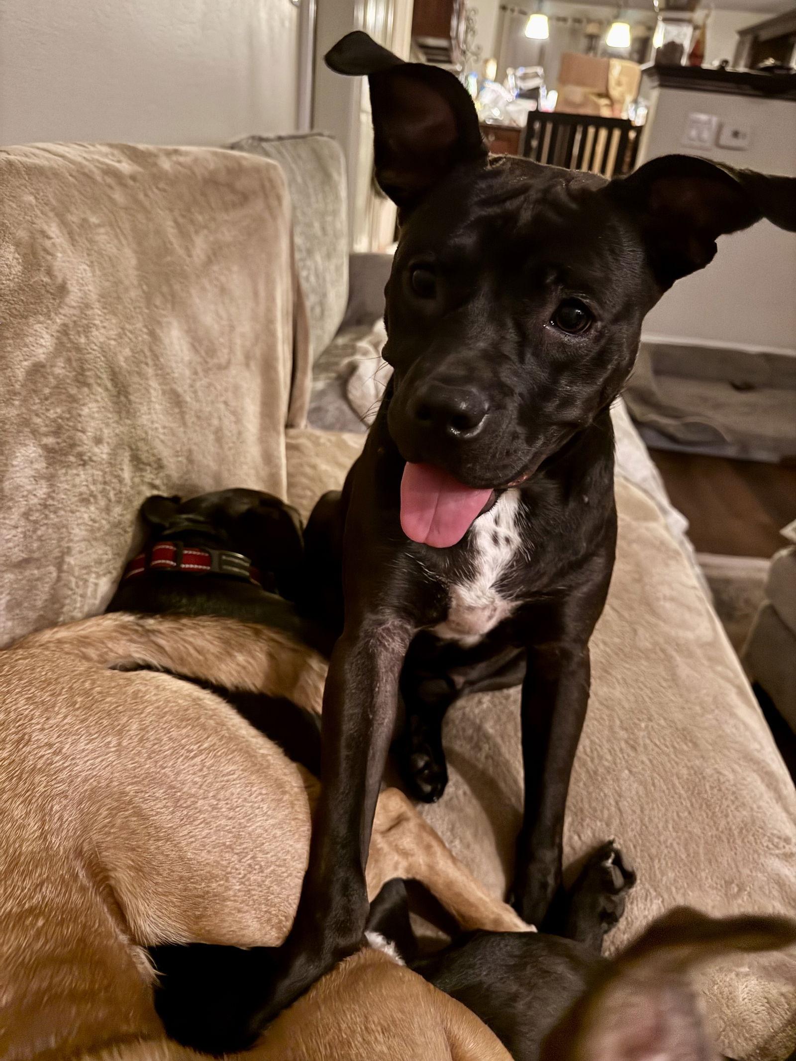 Enlarge Brewster, a Adopted Terrier in Doylestown, PA image 2/3