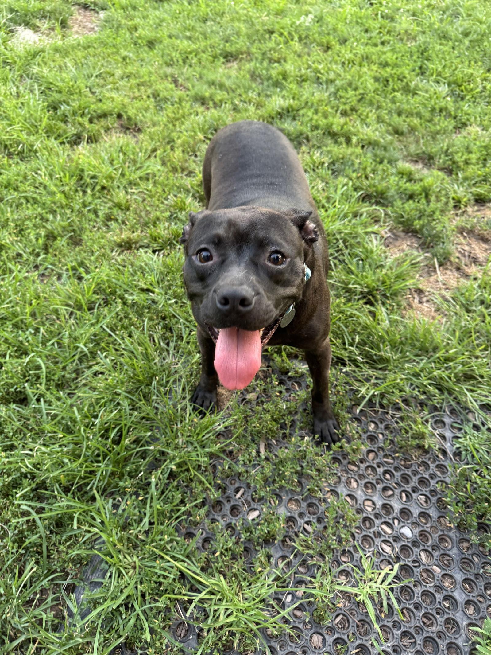 Enlarge Brewster, a Adopted Terrier in Doylestown, PA image 3/3